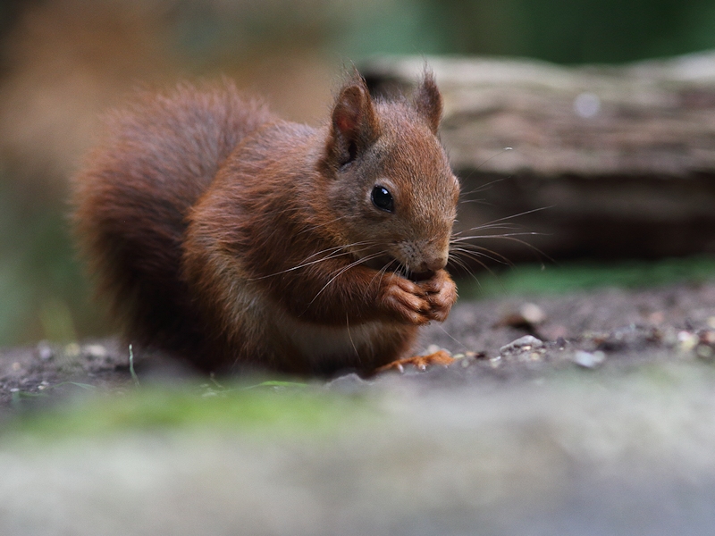 Zoogdieren